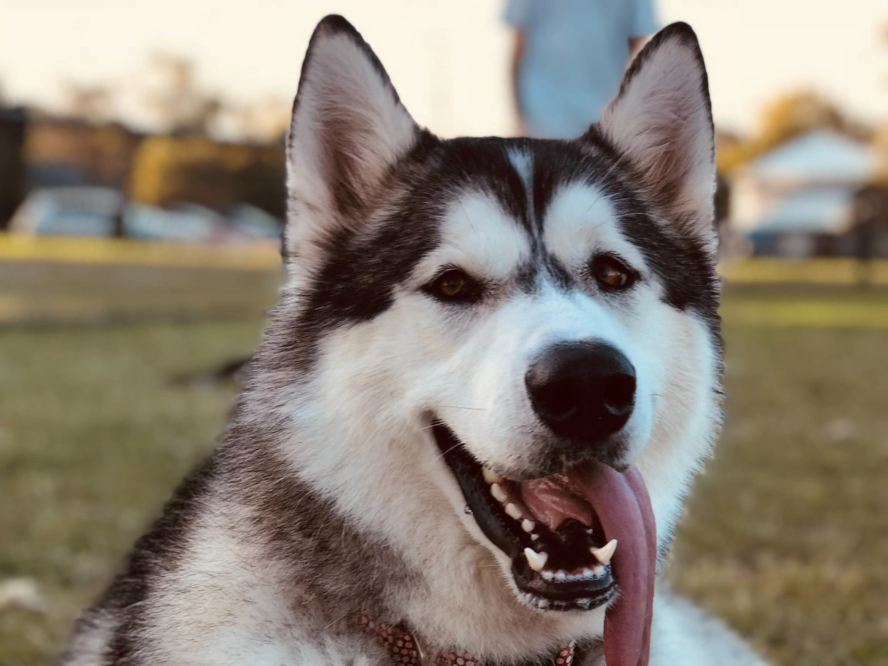 Siberian Husky Pet Insurance Fetch Pet Insurance
